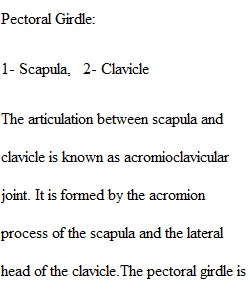 Appendicular Skeleton Assignment